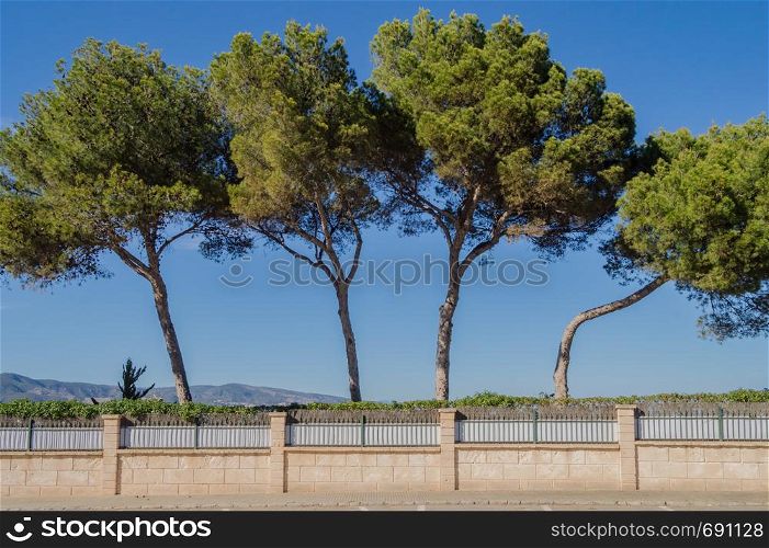 Four line tree facing a blue sky and mountains on the island of Palma de Mallorca in Spain. Four line tree facing a blue sky