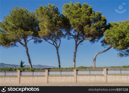 Four line tree facing a blue sky and mountains on the island of Palma de Mallorca in Spain. Four line tree facing a blue sky
