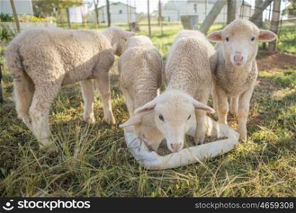 Four little lambs eating pallets out of a container.