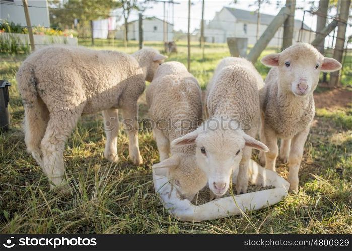 Four little lambs stand by a plastic container as they feed on some pallets.