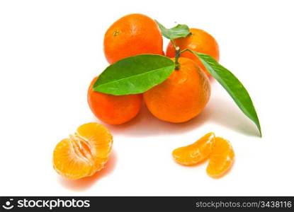 four mandarines on a branch on white