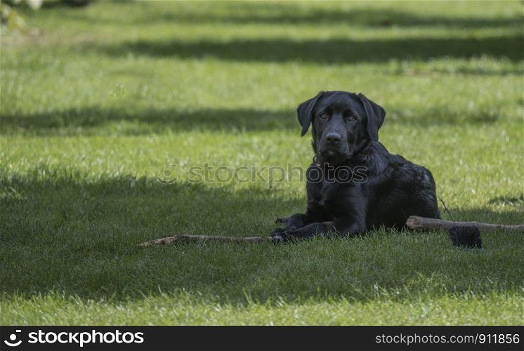 four month old labrador pup laying in the garden on the grass