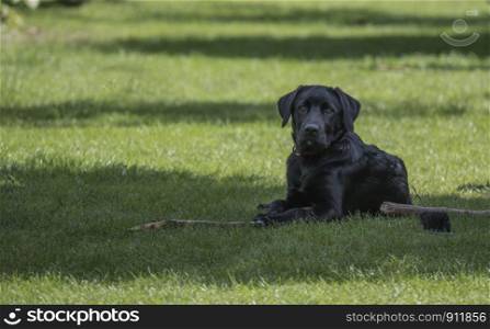 four month old labrador pup laying in the garden on the grass