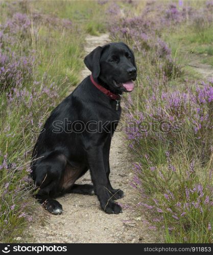 four month old labrador pup sitting in the heather nature outdoor