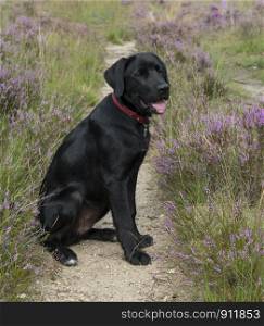 four month old labrador pup sitting in the heather nature outdoor