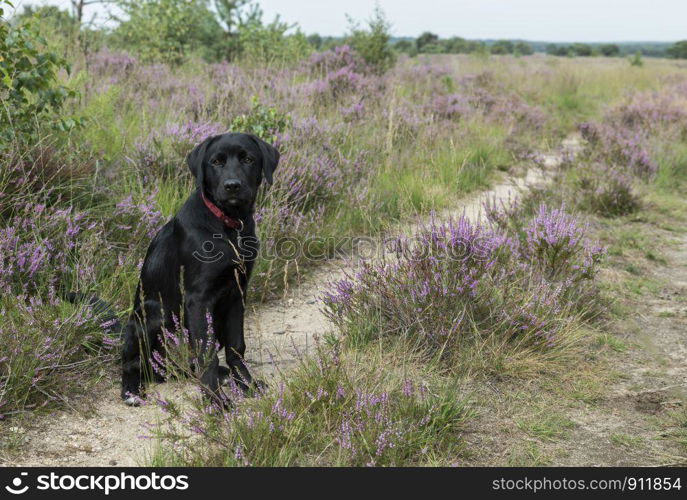 four month old labrador pup sitting in the heather nature outdoor