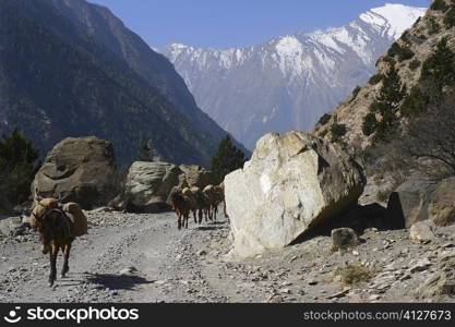 Four mules carrying luggage, Annapurna Range, Himalayas, Nepal