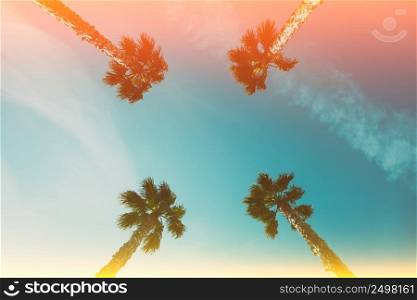 Four palm trees over blue sky perspective view with retro film light flare leaks