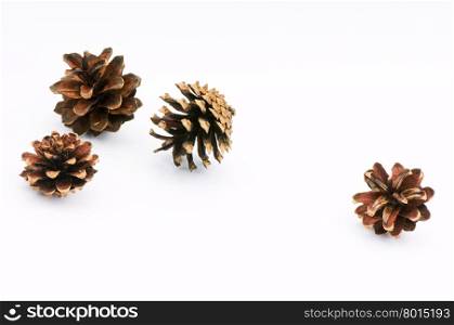 Four pine cone isolated on white background.