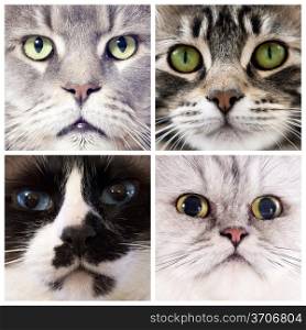 four portrait of purebred cats in studio