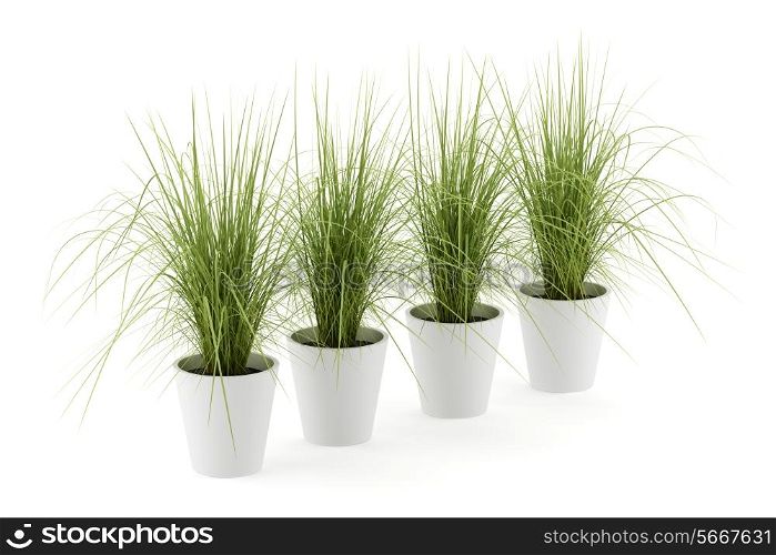four potted houseplants isolated on white background