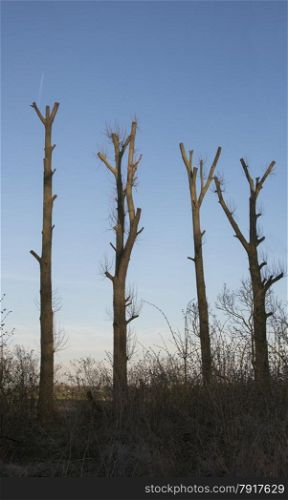 four pruned trees with blue sky as background