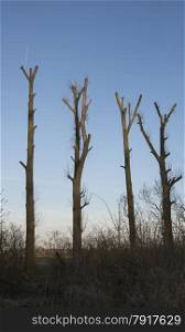 four pruned trees with blue sky as background