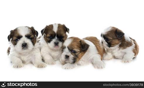four puppies shitzu in front of white background