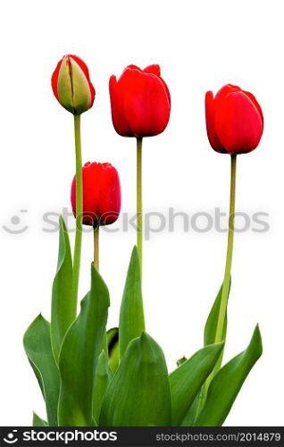 four red blooming tulips on white background