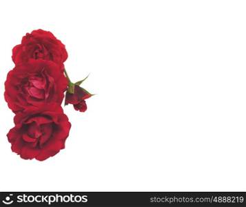 Four red roses on the left side of white background