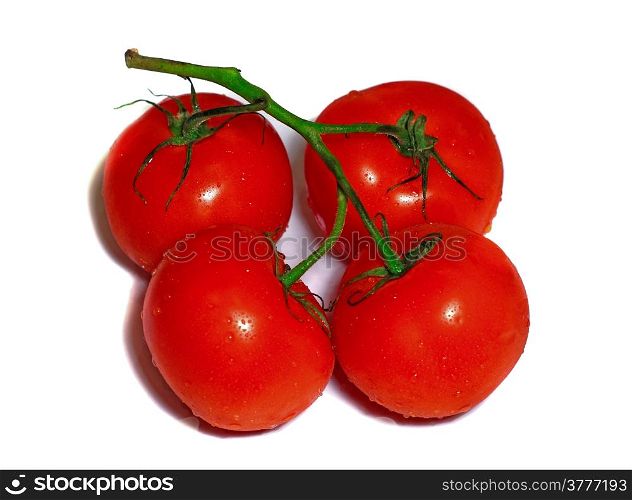Four red tomatoes on a branch