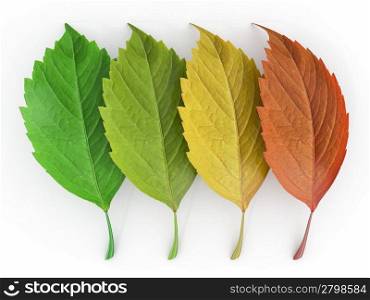 Four season. Green, red and yeloow leaf. 3d