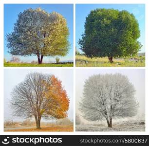 Four seasons for a lonely tree