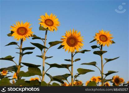 Four sunflowers against blue sky