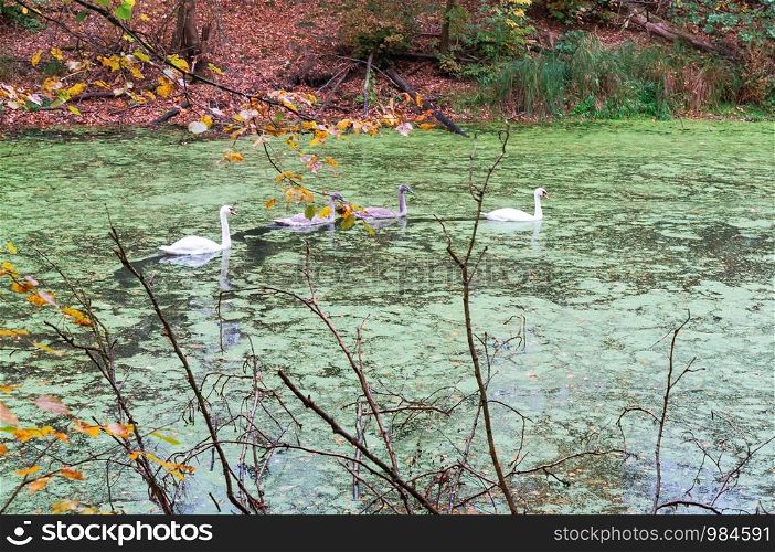 four swans in the forest, swans in autumn on the pond. swans in autumn on the pond, four swans in the forest