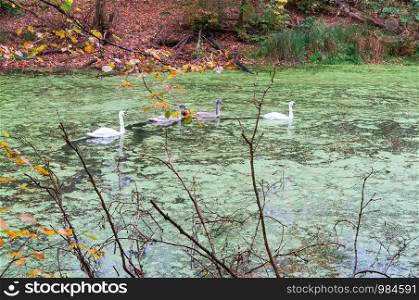 four swans in the forest, swans in autumn on the pond. swans in autumn on the pond, four swans in the forest