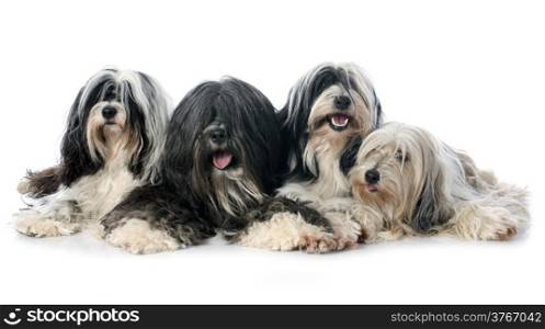 four Tibetan terrier in front of white background