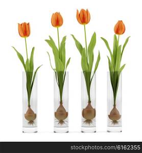 four tulips in glass vases isolated on white background