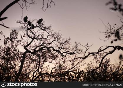 Four vultures perched in a tree, South Africa