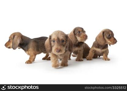 Four wire-haired dachshund puppies