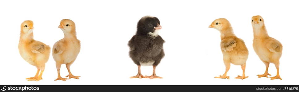 Four yellow chicks and one black chick isolated on a over white background