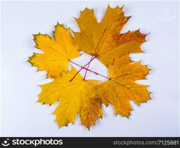 four yellow maple leaves on a gray background, top view. Maple leaves
