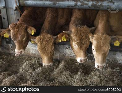 four young limousin bulls feed inside open barn on organic farm in the netherlands near utrecht