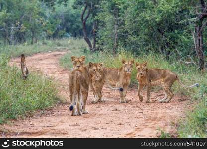 Four young Lions starring at the camera in the Kruger National Park, South Africa.