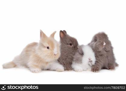 four young rabbits in a row. four young rabbits in a row in front of a white background