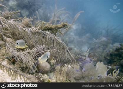 Foureye Butterflyfish (Chaetodon capistratus) swimming underwater, Utila Island, Bay Islands, Honduras