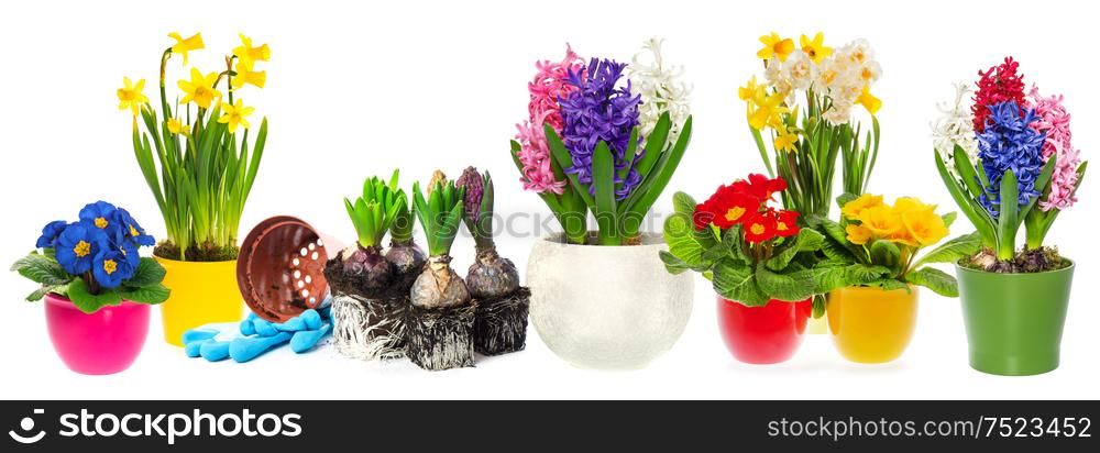 Fowers hyacinth, narcissus and primroses in pot isolated on white background. Spring gardening concept