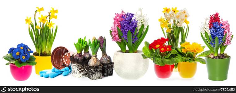 Fowers hyacinth, narcissus and primroses in pot isolated on white background. Spring gardening concept
