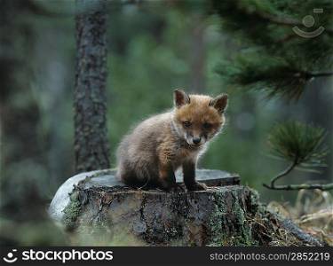 Fox Cub Sitting on Tree Stump