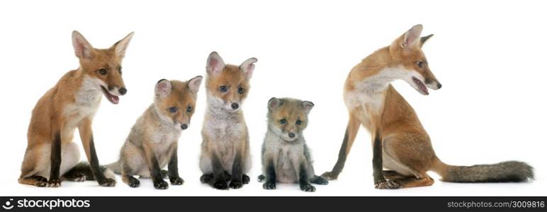 fox family in front of white background