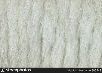 fox fur background