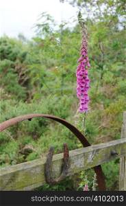 Fox gloves growing neaer a fence