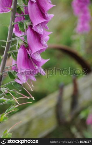 Fox gloves growing neaer a fence