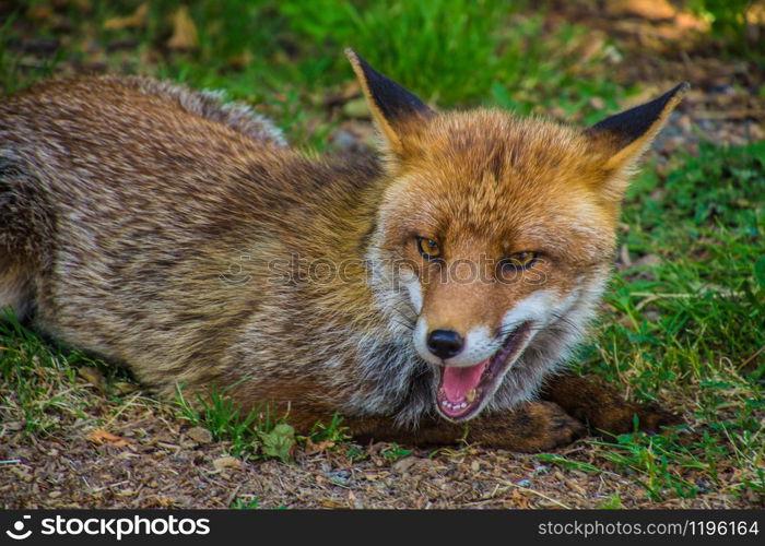 fox in vulpes vulpes in val de chaudefour in puy de dome in france