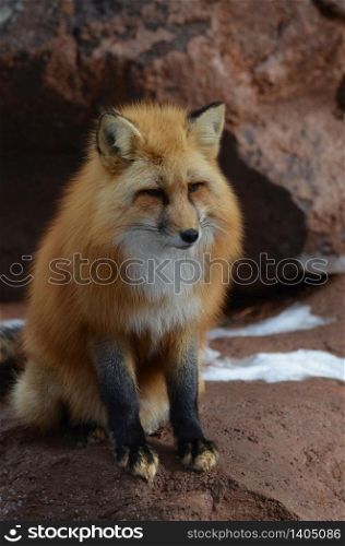Fox sitting on the rocks in Arizona.