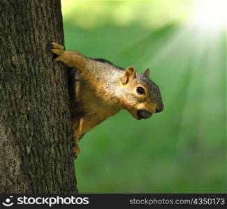fox squirrel on a tree with a hazelnut
