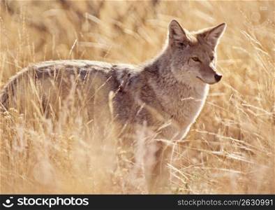 Fox standing in field, side view