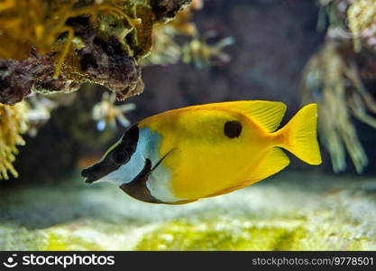 Foxface rabbitfish  Siganus vulpinus  fish also known as foxface or foxface lo underwater in sea with corals in background. Foxface rabbitfish Siganus vulpinus fish underwater in sea