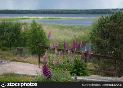 Foxglove, common foxglove, purple foxglove or Digitalis purpurea flower macro with lake view around Midsummer, Varmland, Sweden.