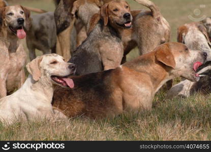 Foxhounds